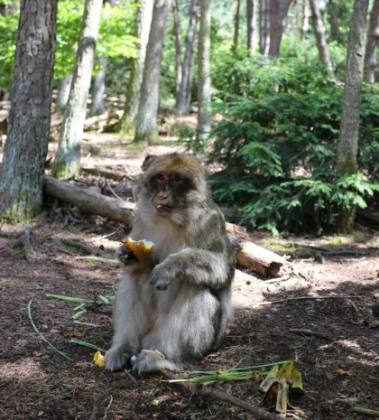 La montagne des singes