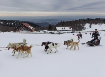 Chiens de traineaux Alsace