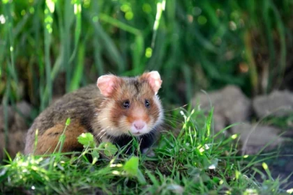 Entrada - Naturoparc - Bonjour Alsace