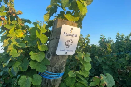 Búsqueda del tesoro en el viñedo de Marckrain - Bonjour Alsace