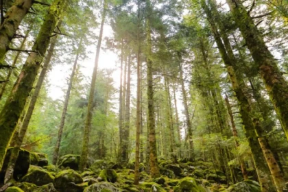 Découverte Sylvothérapie dans les Vosges - app.name