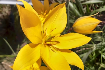 Entre cépages et pétales : la vigne et sa flore - app.name