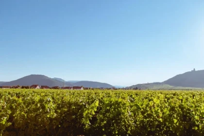 Planchette, visite et dégustation - app.name