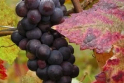 Randonnée Bacchus - Dieu du Vin - app.name