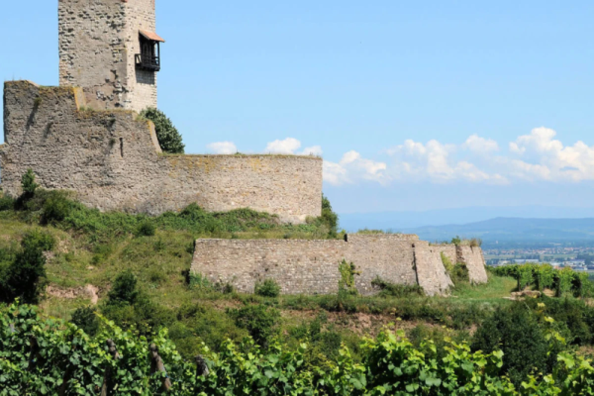 Viñedos de Alsacia y cata de vinos - Bonjour Alsace