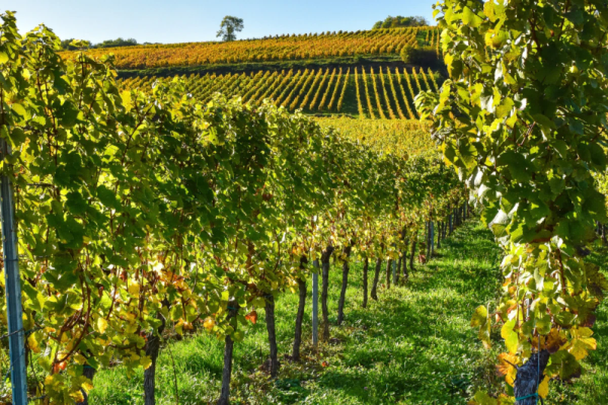 Viñedos de Alsacia y cata de vinos - Bonjour Alsace