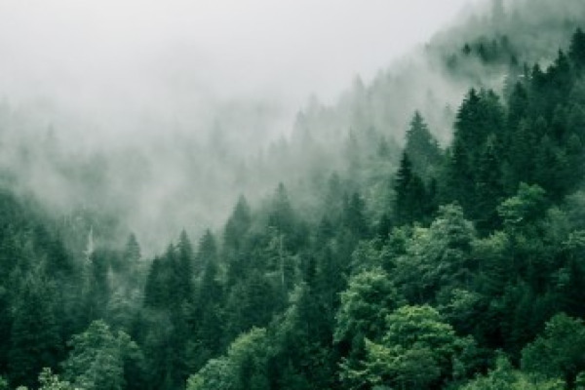 Un baño de bosque - Bonjour Alsace