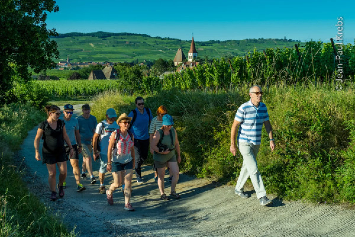 A great experience in the vineyards - Bonjour Alsace