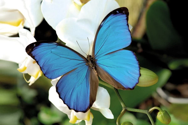 Entrada sin colas - Jardín de mariposas - Bonjour Alsace