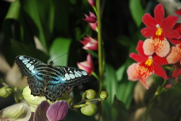 Entrada sin colas - Jardín de mariposas - Bonjour Alsace