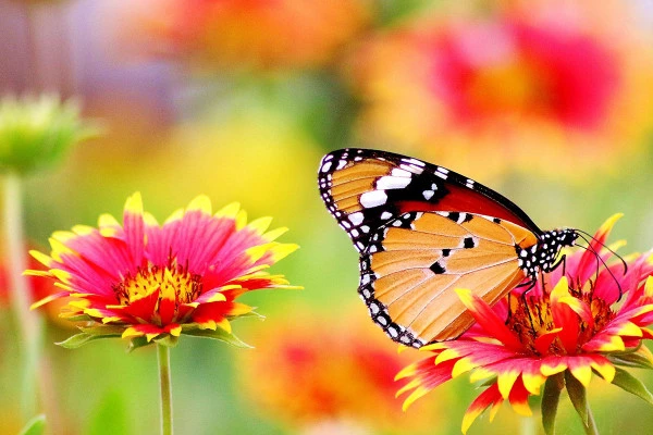 Entrada sin colas - Jardín de mariposas - Bonjour Alsace