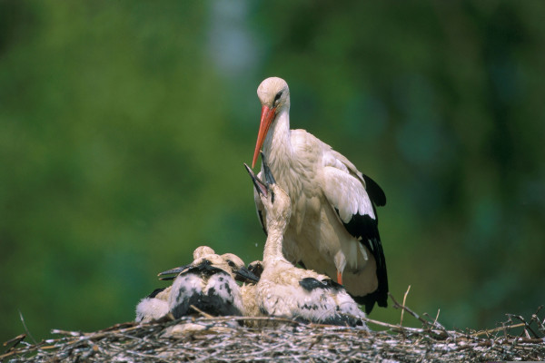Entrada - Naturoparc - Bonjour Alsace