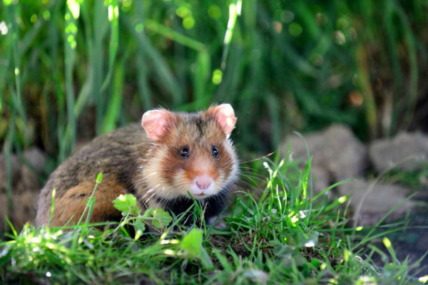 Entrada - Naturoparc - Bonjour Alsace