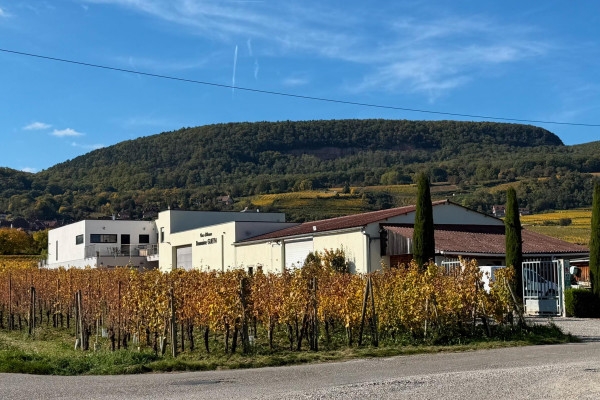 Christmas wine cellar – Gourmet tasting in the heart of the Alsatian vineyards - Bonjour Alsace