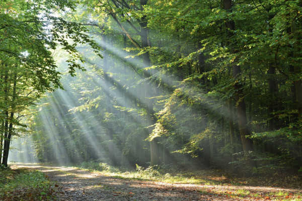 BÚSQUEDA DEL TESORO DIGITAL A PIE O EN BICICLETA - Bonjour Alsace