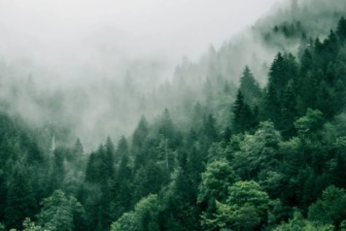 Un baño de bosque - Bonjour Alsace