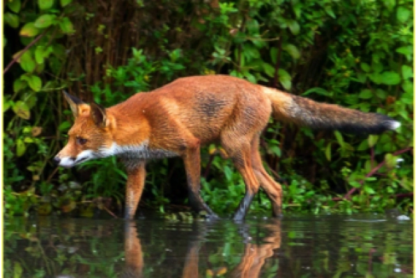Juegos de pista tras las huellas de los animales - Bonjour Alsace