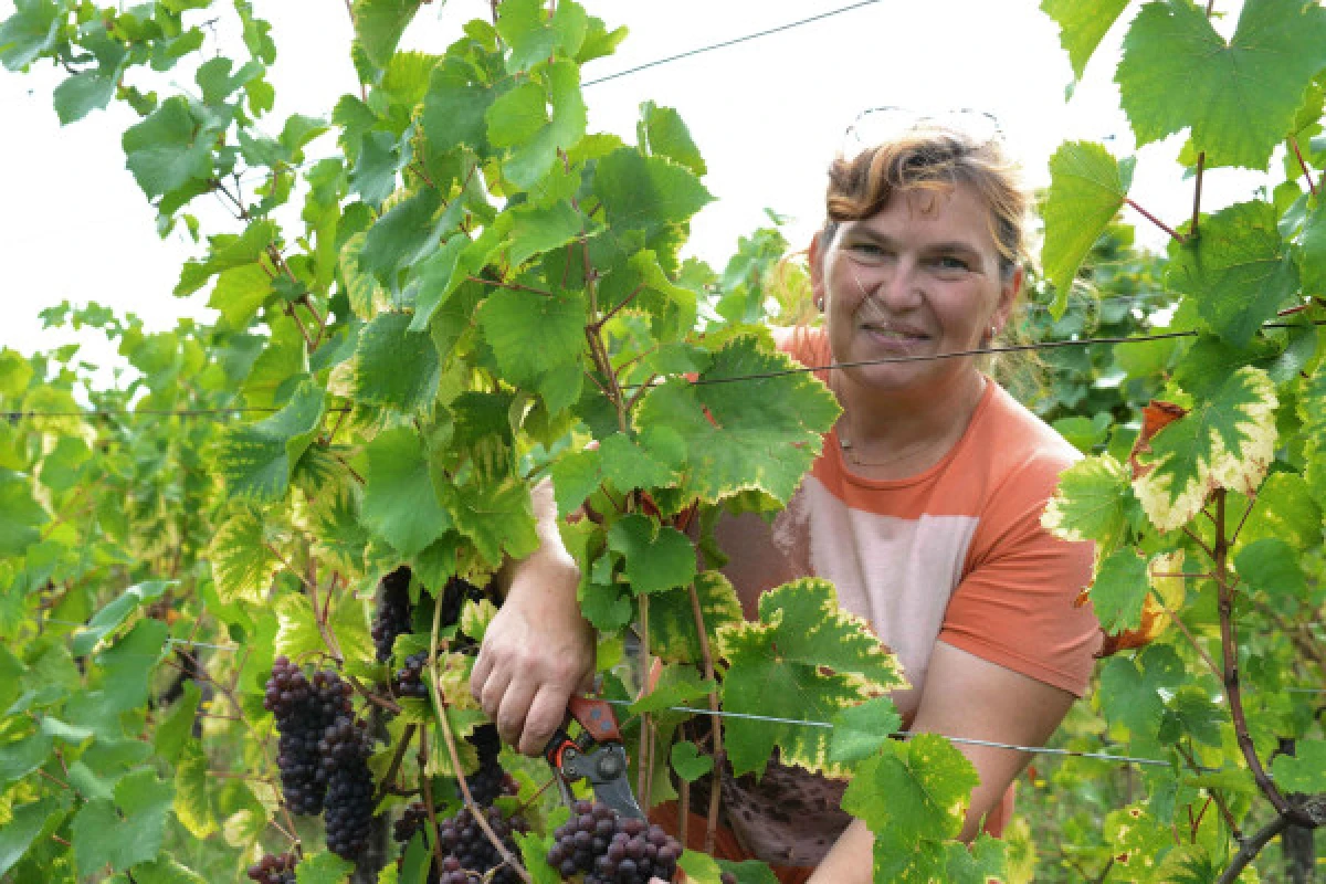 Atrévase a beber vino con un toque femenino - Bonjour Alsace