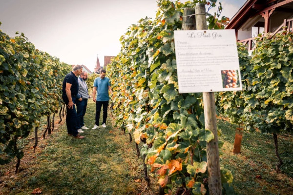 Parenthèse Vigneronne 'iniciación a la cata de vinos' - cata - Bonjour Alsace