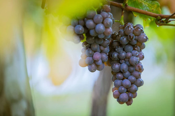 Parenthèse Vigneronne 'iniciación a la cata de vinos' - cata - Bonjour Alsace