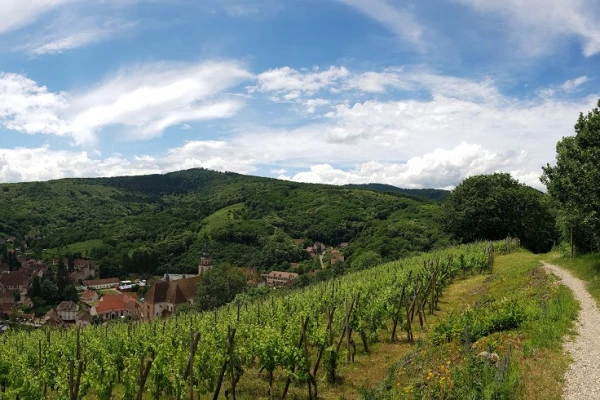 ¡Conozca al viticultor en su elemento! - Bonjour Alsace