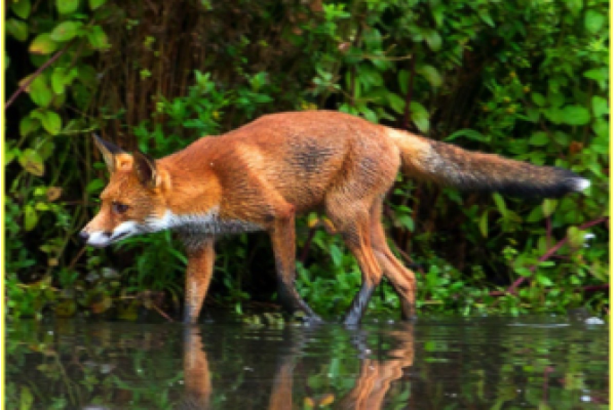Juegos de pista tras las huellas de los animales - Bonjour Alsace